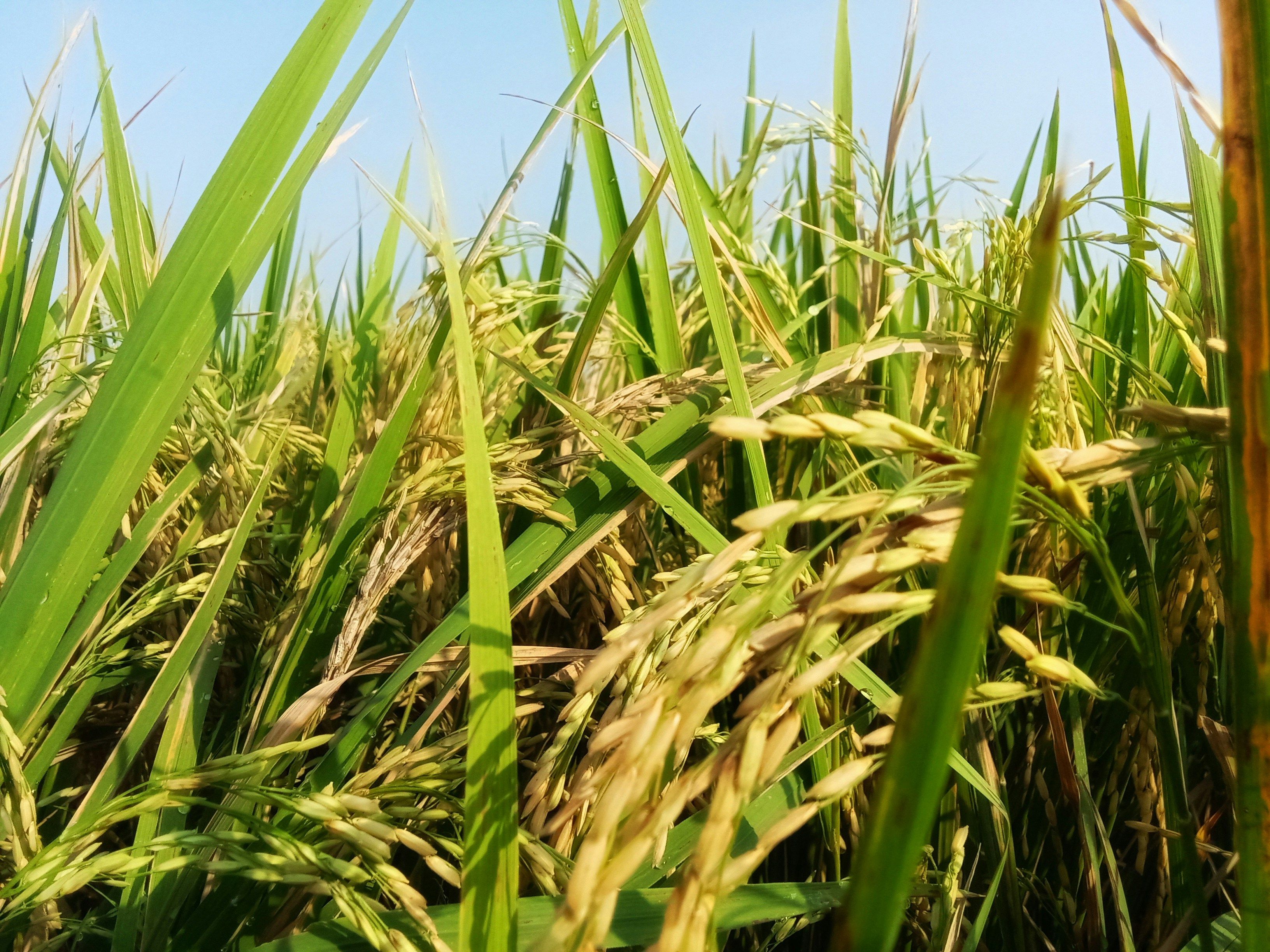 Harvest and grain abundance in Bagudo